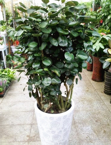 細(xì)葉福祿桐