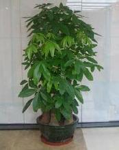 五支發(fā)財樹