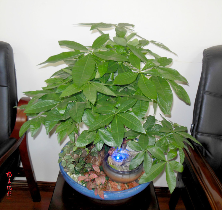 雙拼發(fā)財(cái)樹盆景