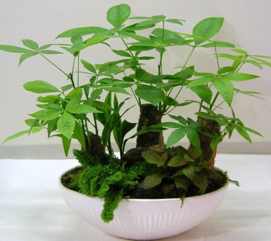 三拼發(fā)財(cái)樹(shù)盆景