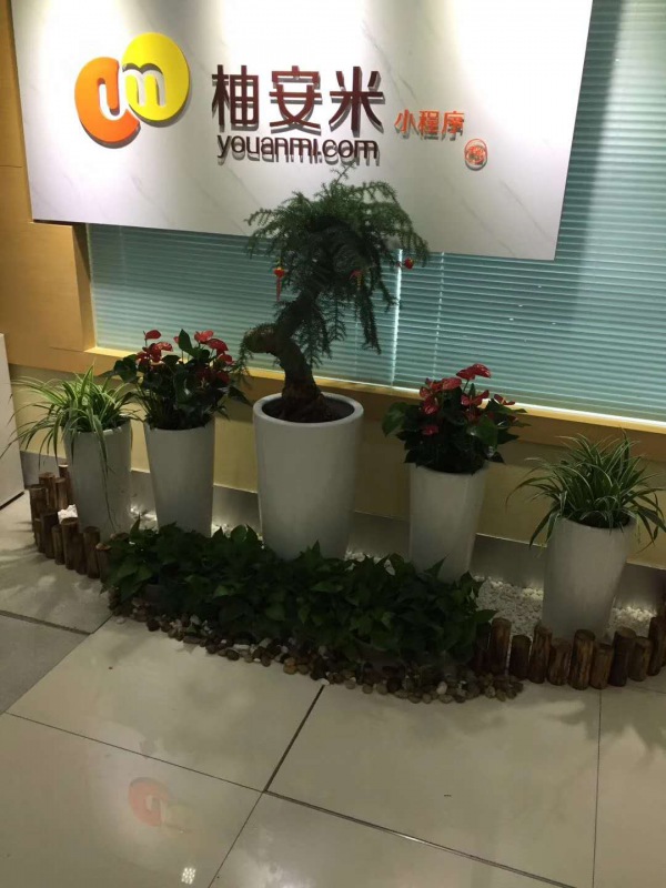 藝術(shù)組合盆景