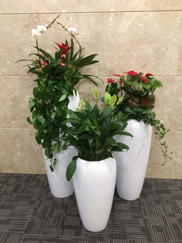 藝術(shù)組合盆景