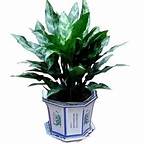 中型室內(nèi)植物