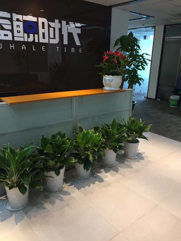 中型室內(nèi)植物