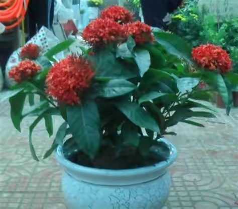 中型室內(nèi)植物