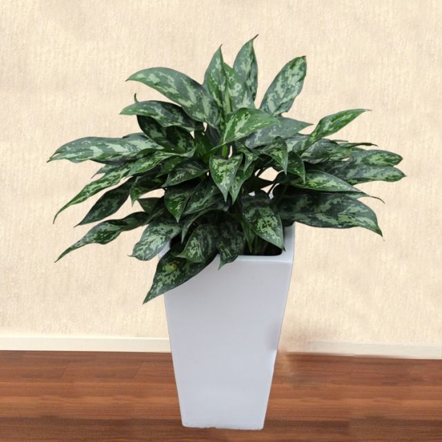 中型室內(nèi)植物