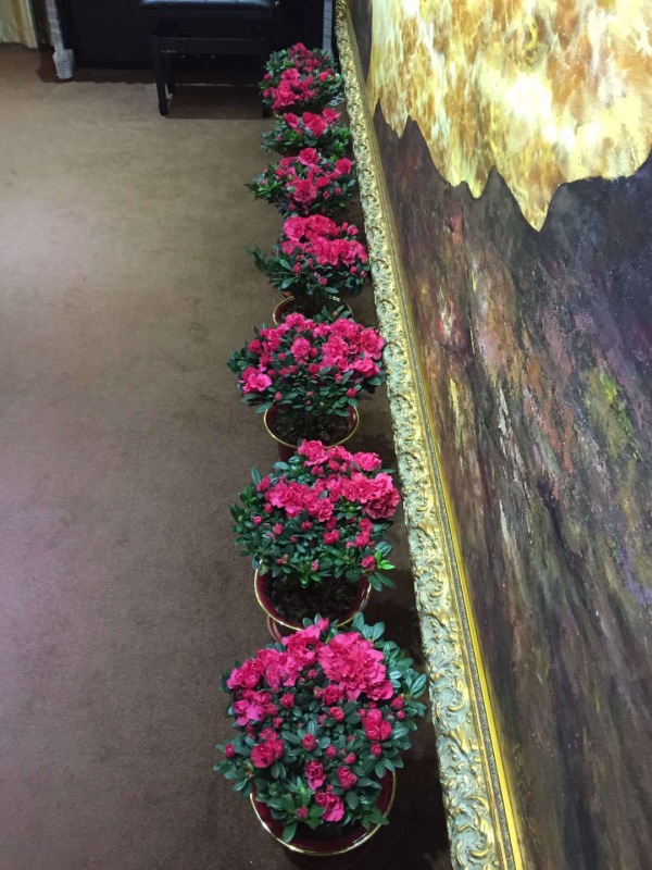 中型室內(nèi)植物