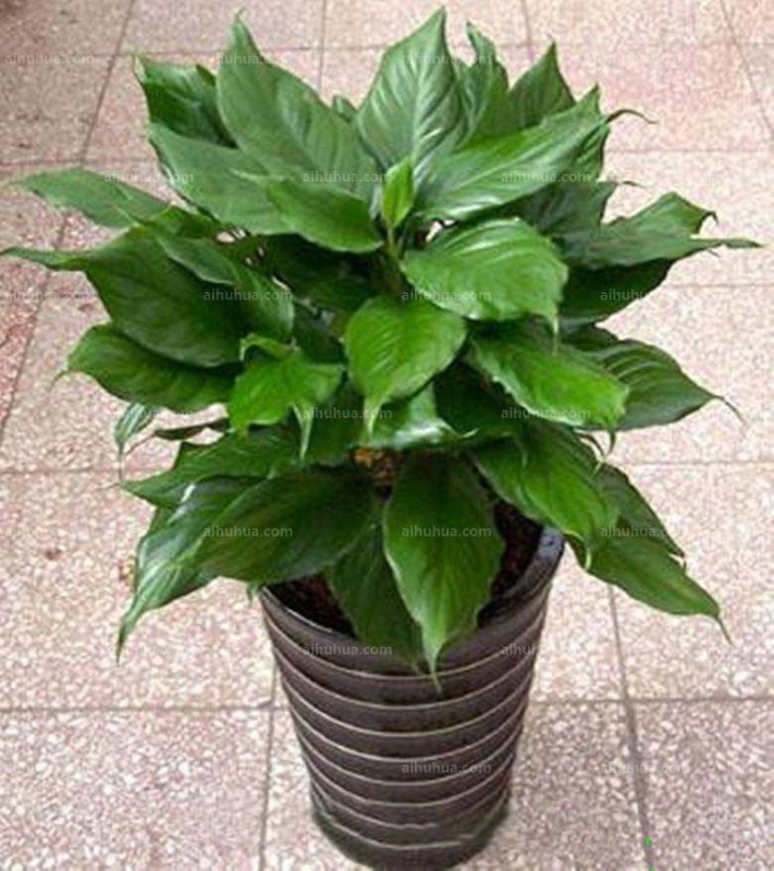 中型室內(nèi)植物