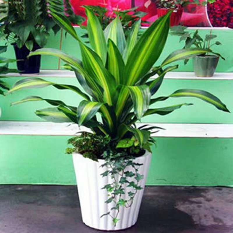 中型室內(nèi)植物