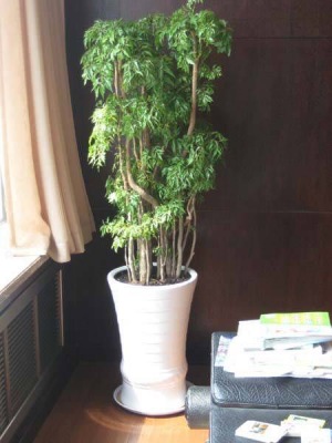 細(xì)葉福祿桐