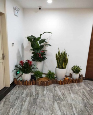 藝術(shù)組合盆景