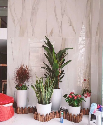 藝術(shù)組合盆景