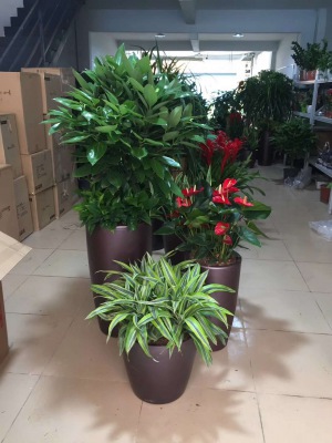 藝術(shù)組合盆景