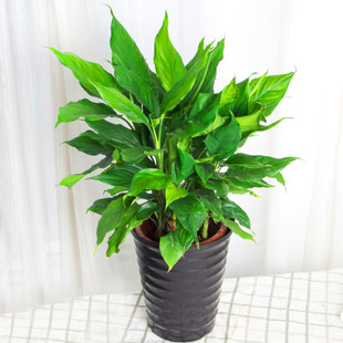 中型室內(nèi)植物