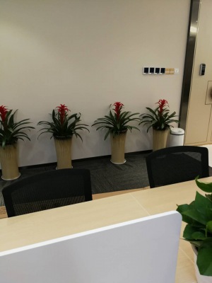 中型室內(nèi)植物