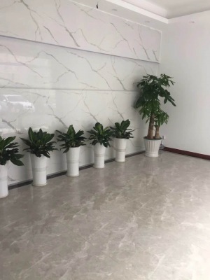 中型室內(nèi)植物