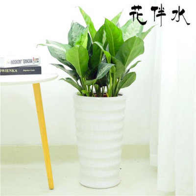 中型室內(nèi)植物